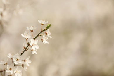 Closeup view of blossoming tree outdoors on spring day