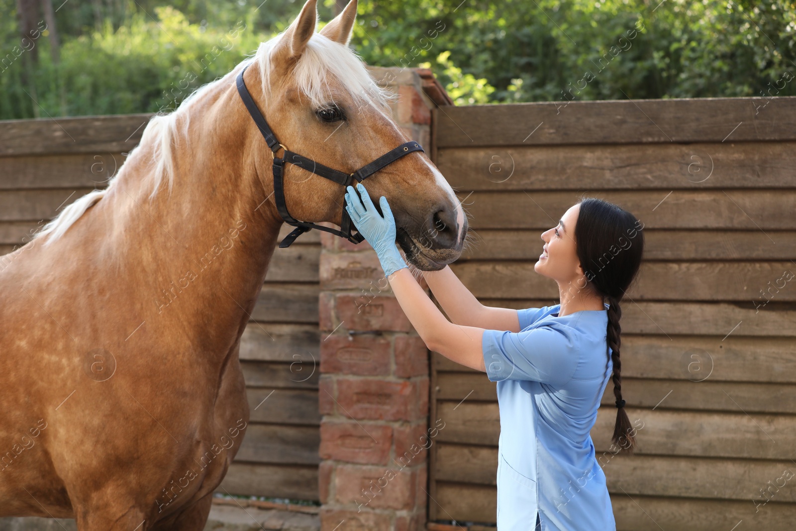 Photo of Veterinarian with adorable horse outdoors. Pet care