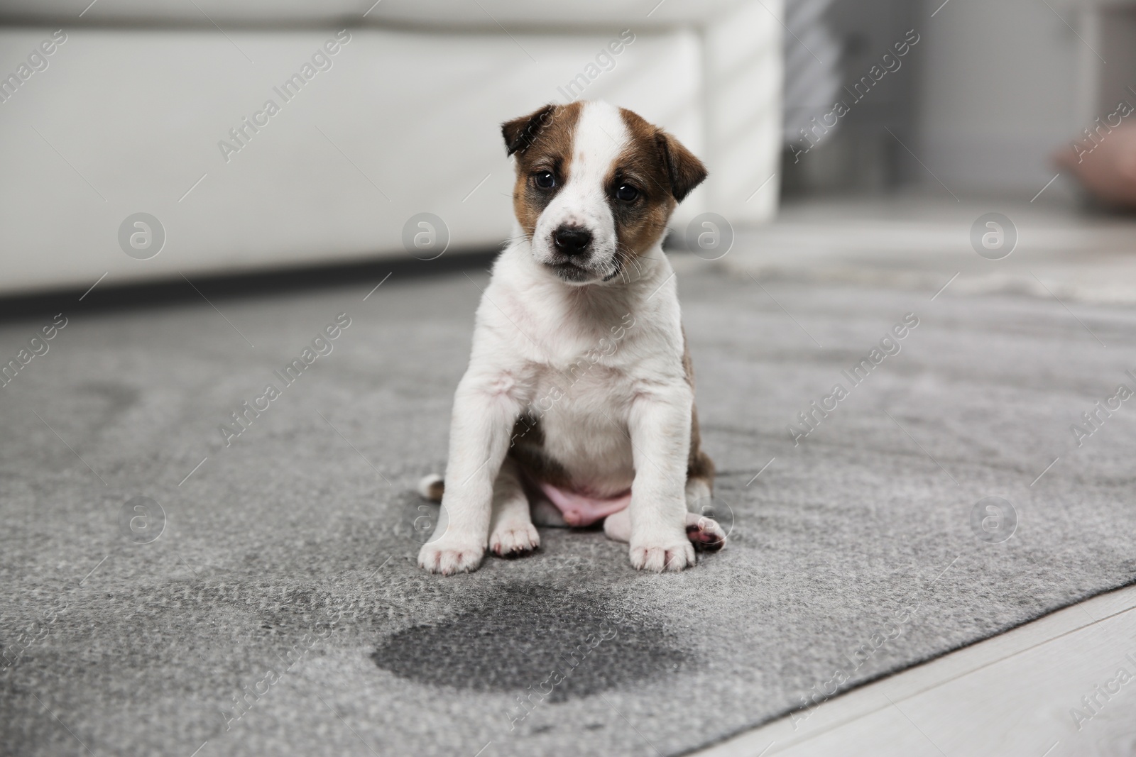 Photo of Adorable puppy near wet spot on carpet indoors