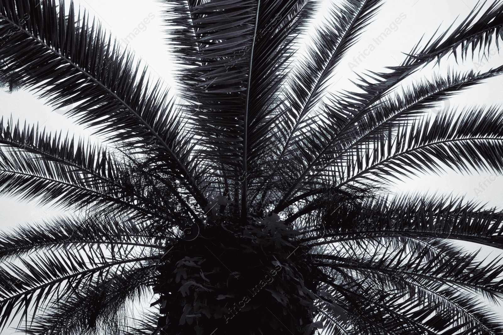 Image of Beautiful tropical leaves of palm tree. Black and white effect
