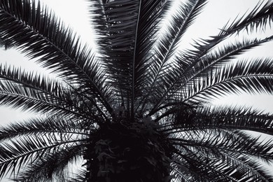 Beautiful tropical leaves of palm tree. Black and white effect