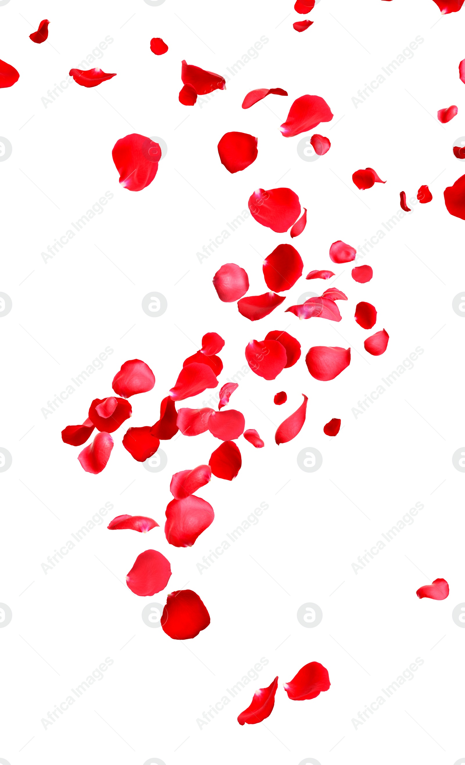 Image of Flying fresh red rose petals on white background