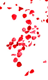 Image of Flying fresh red rose petals on white background