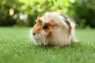 Photo of Cute guinea pig on green grass in park