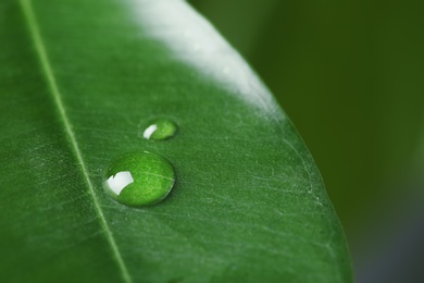 Macro view of water drops on green leaf