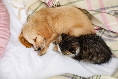 Photo of Adorable little kitten and puppy sleeping on bed, top view