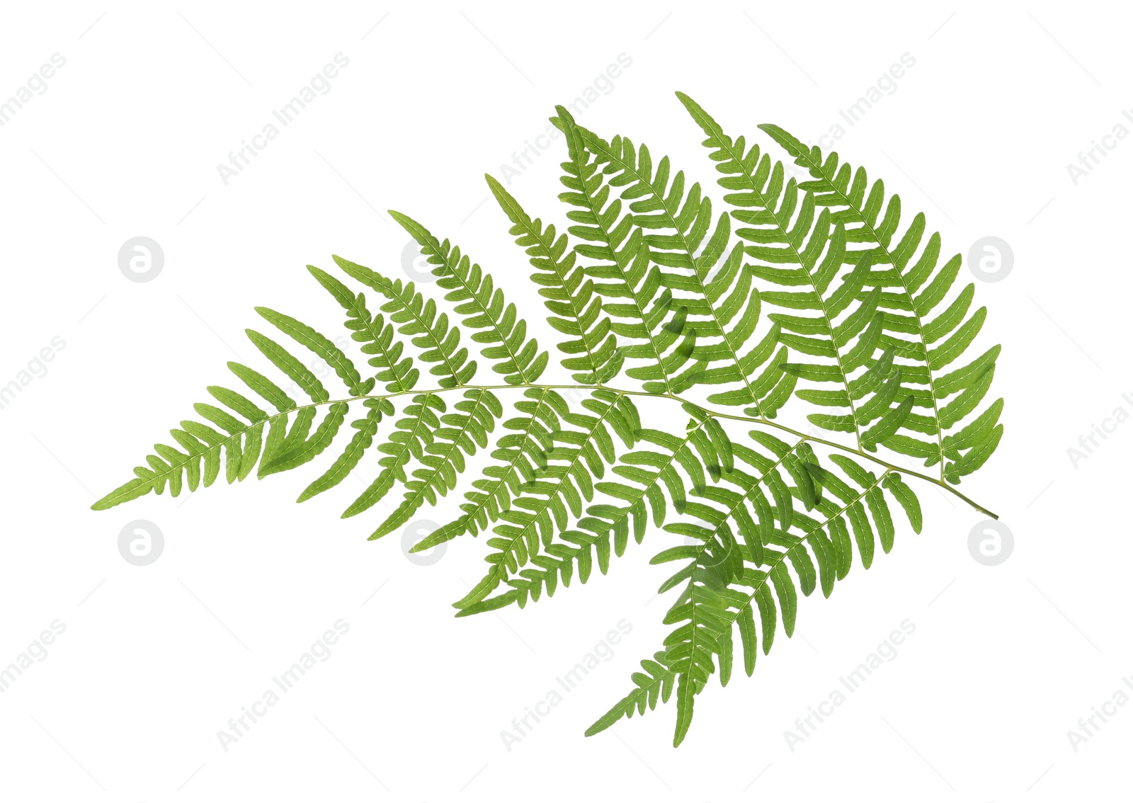 Photo of Beautiful tropical fern leaf isolated on white