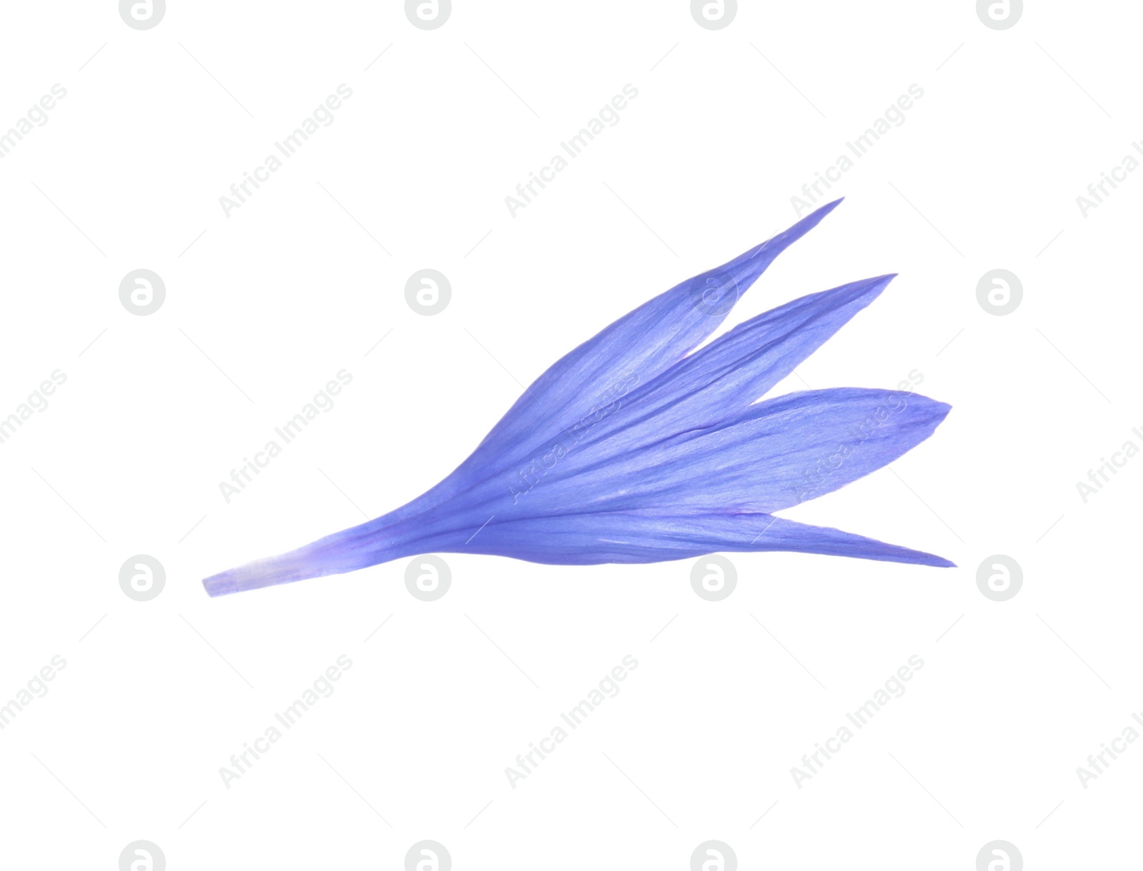 Photo of Beautiful light blue cornflower petal isolated on white