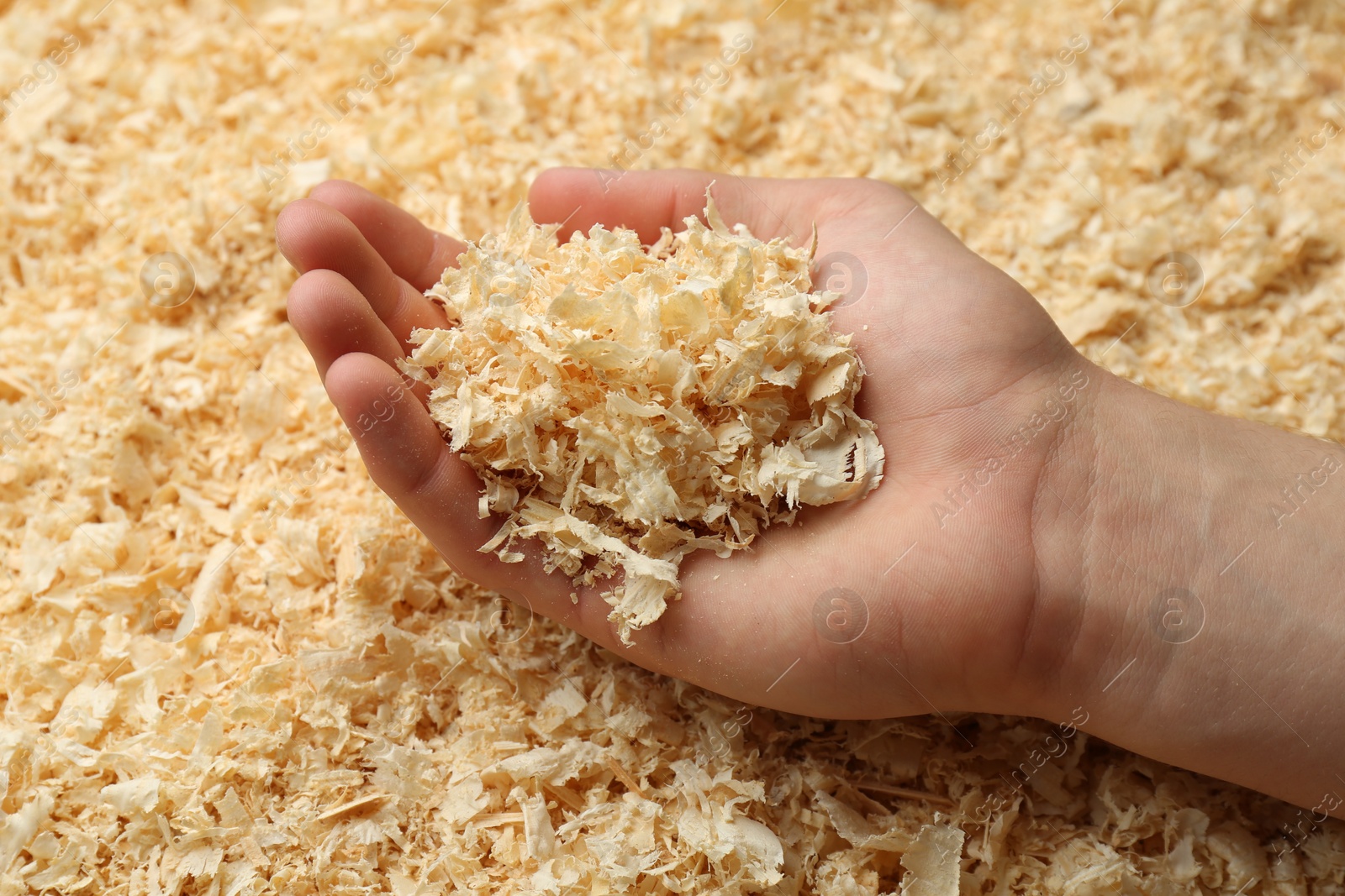 Photo of Woman holding dry natural sawdust, closeup view