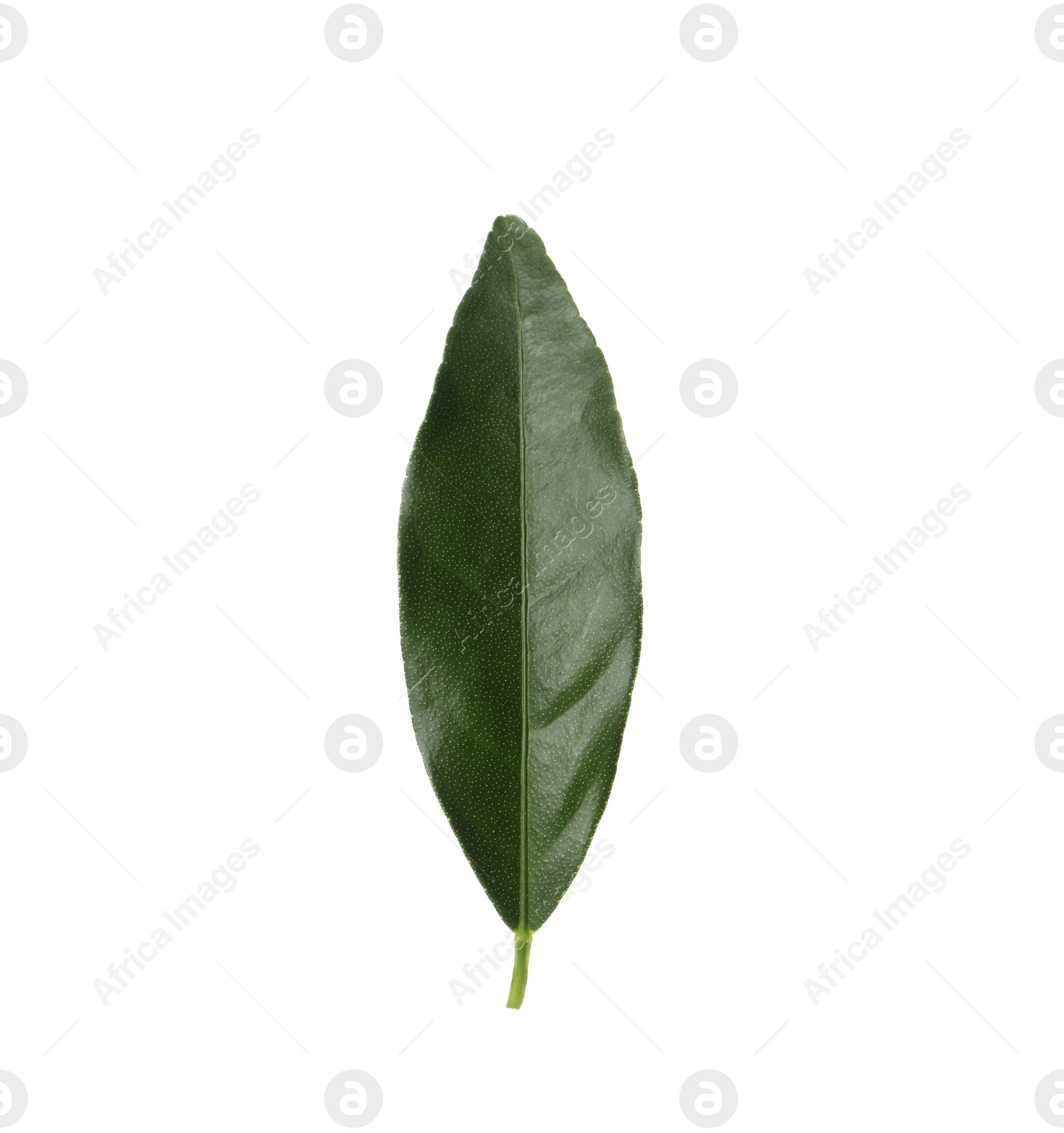 Photo of Green leaf of kumquat tree on white background