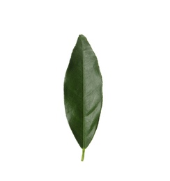 Photo of Green leaf of kumquat tree on white background