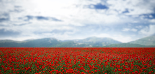 Field of red poppy flowers near mountains. Banner design