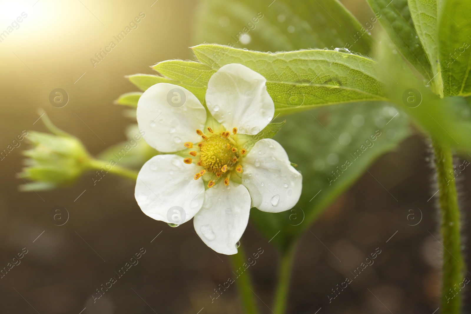 Photo of Beautiful blooming strawberry plant with water drops on blurred background, closeup