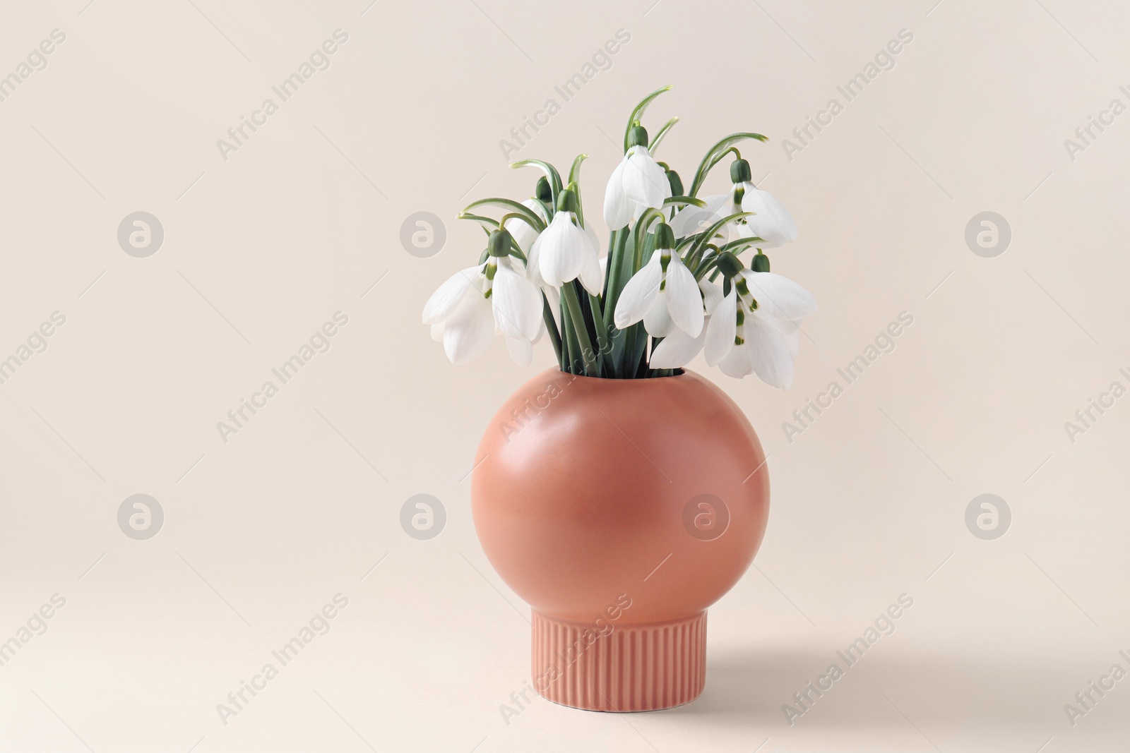 Photo of Beautiful snowdrops in vase on beige background