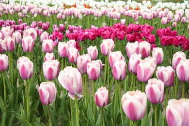 Photo of Beautiful colorful tulip flowers growing in field