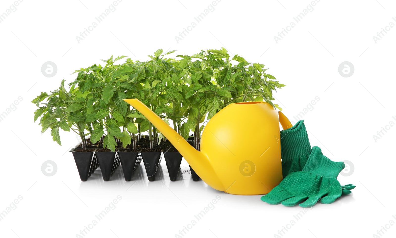 Photo of Watering can, gloves and green tomato plants in seedling tray isolated on white