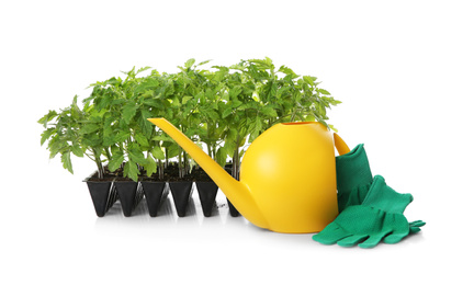Photo of Watering can, gloves and green tomato plants in seedling tray isolated on white