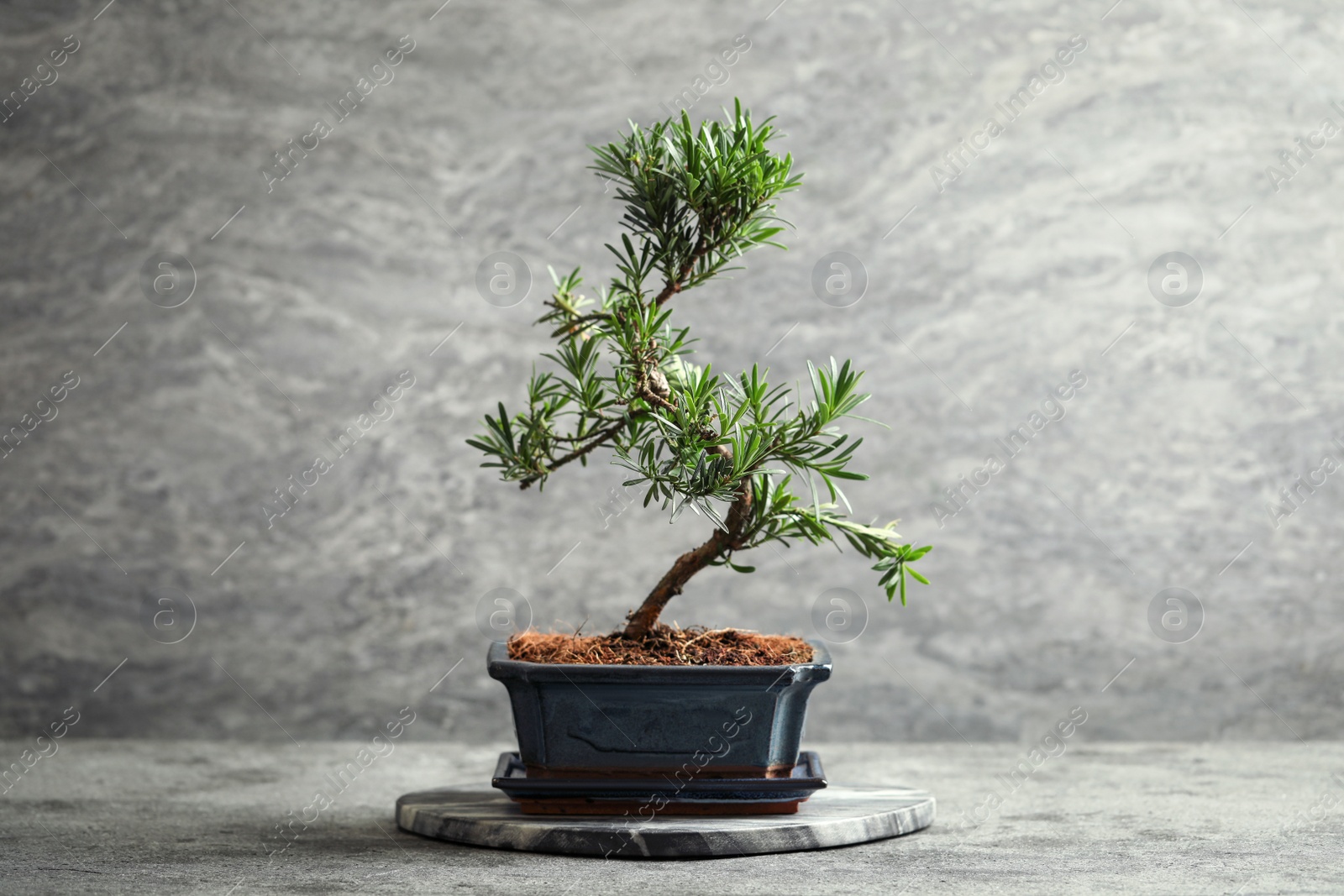 Photo of Japanese bonsai plant on grey stone table. Creating zen atmosphere at home