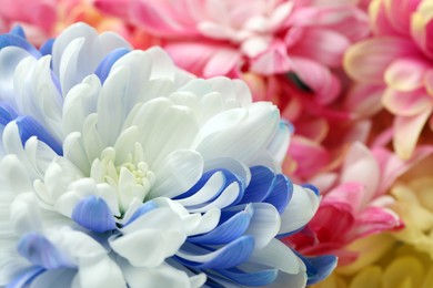 Photo of Beautiful blooming chrysanthemum flowers as background, closeup