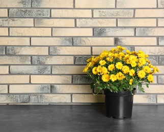 Photo of Beautiful potted chrysanthemum flowers on table near brick wall. Space for text