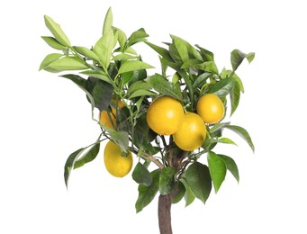 Photo of Closeup view of lemon tree with ripe fruits on white background