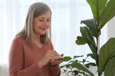 Senior woman wiping leaves of beautiful green houseplant with cotton pad indoors