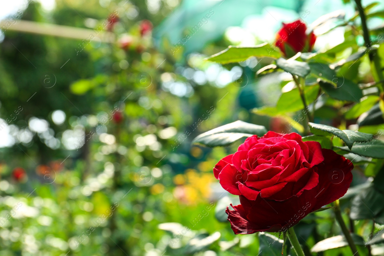 Photo of Beautiful blooming roses in green garden on sunny day. Space for text