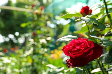 Beautiful blooming roses in green garden on sunny day. Space for text