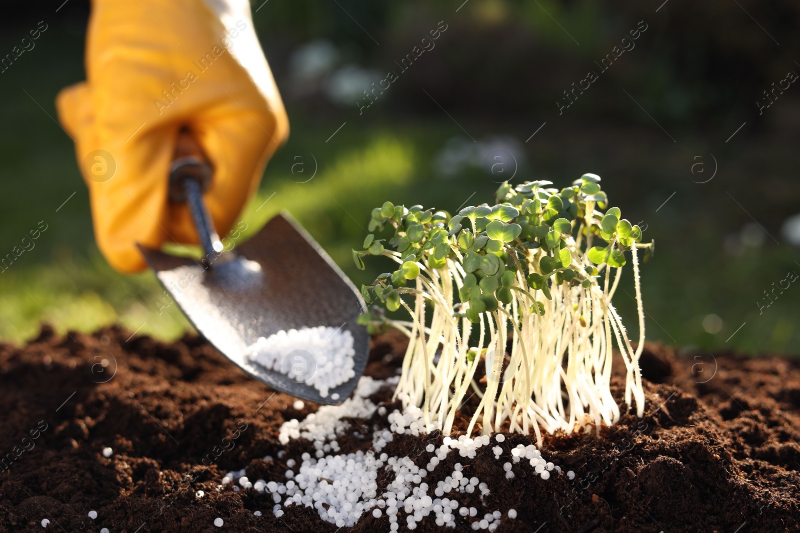 Photo of Man fertilizing soil with growing young microgreens outdoors, selective focus