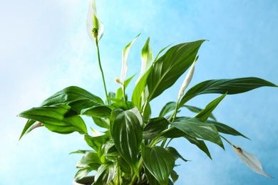 Flowers and leaves of peace lily on color background, closeup