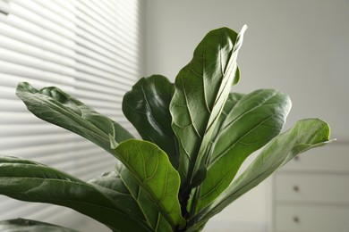 Fiddle Fig or Ficus Lyrata plant with green leaves indoors, closeup