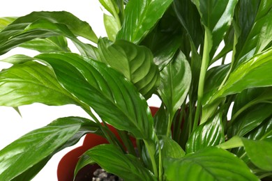 Beautiful Spathiphyllum plant with green leaves isolated on white, closeup