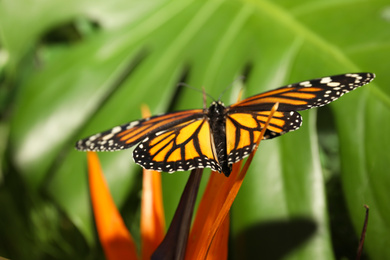 Photo of Beautiful monarch butterfly on flower in garden