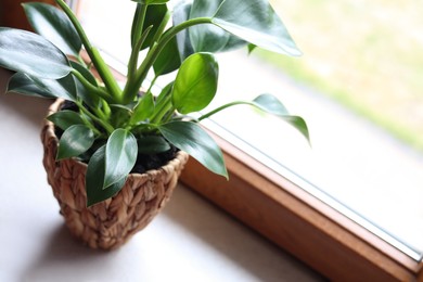 Photo of Beautiful houseplant with bright green leaves in pot near window, closeup. Space for text