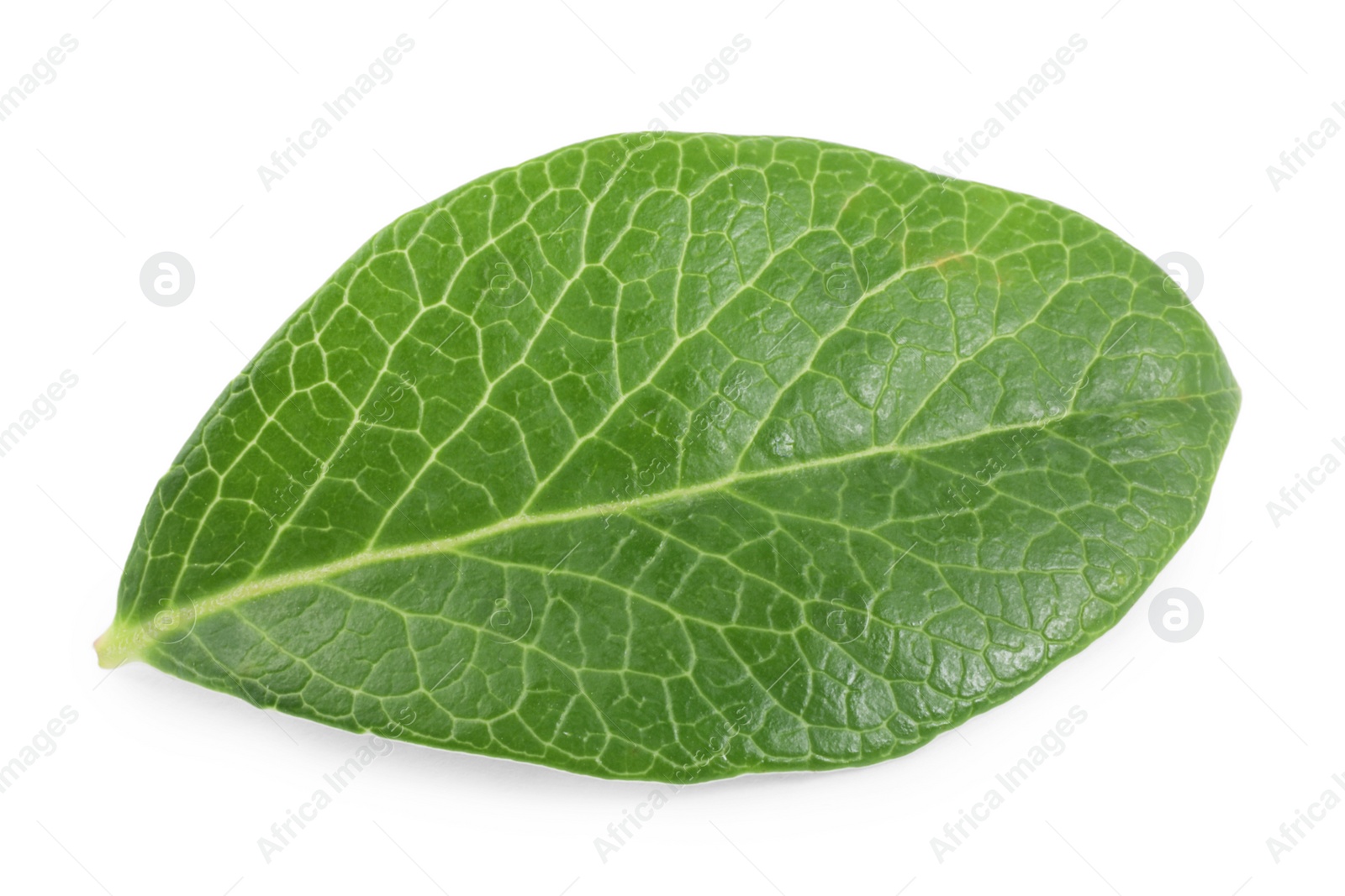 Photo of One green blueberry leaf isolated on white