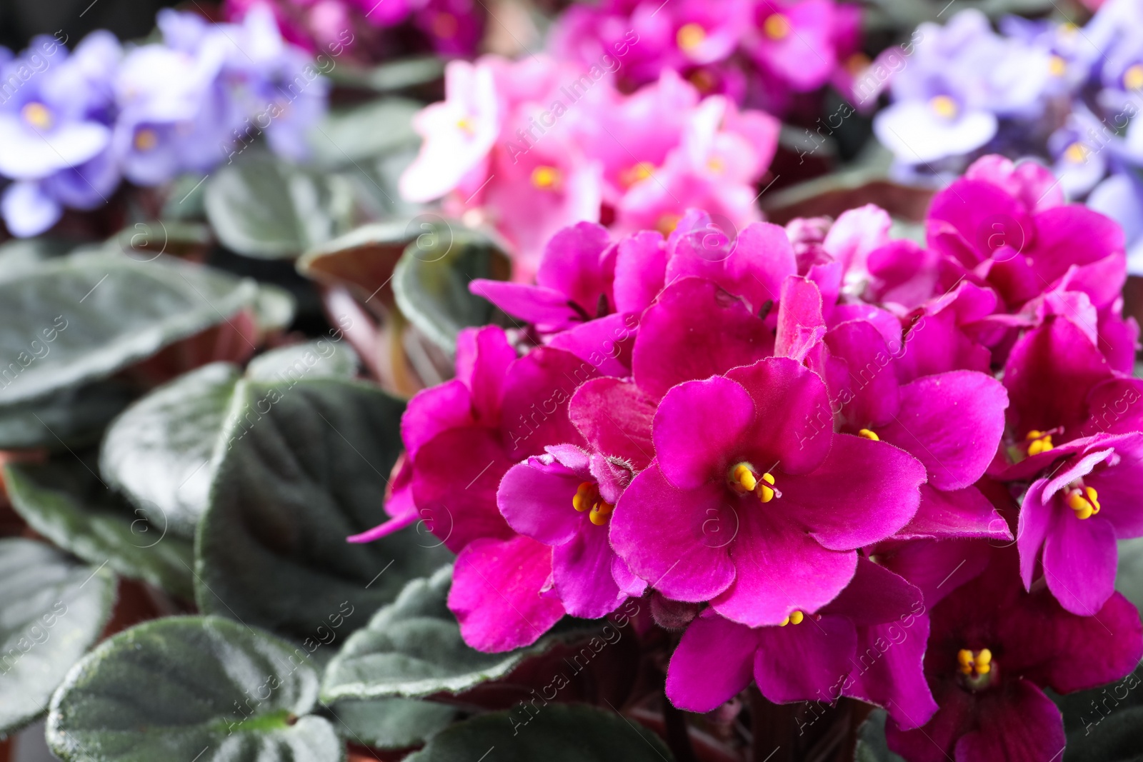 Photo of Beautiful blooming violets as background, closeup. Plants for house decor