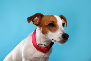 Photo of Adorable Jack Russell terrier with collar on light blue background