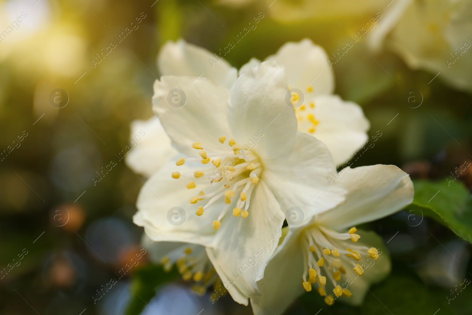 Photo of Beautiful blooming white jasmine shrub outdoors, closeup