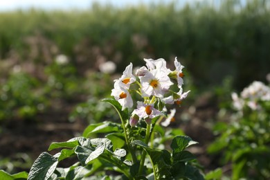 Photo of Beautiful blossoming potato seedling in field on sunny day, closeup