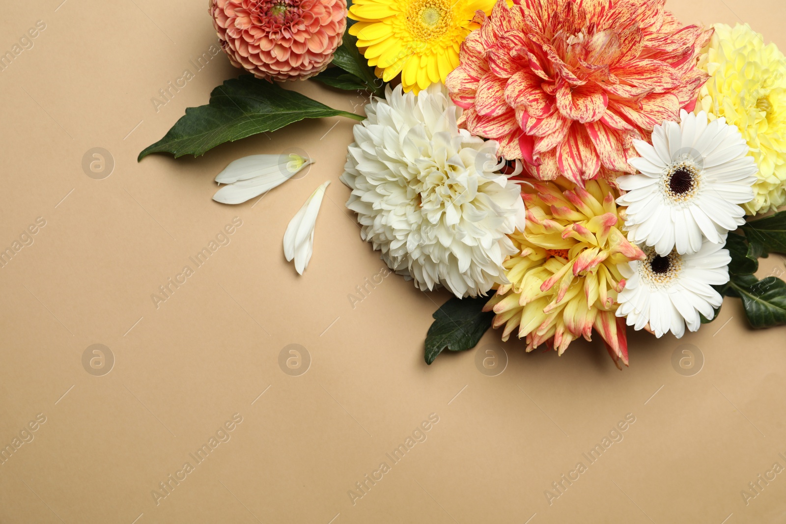 Photo of Flat lay composition with beautiful dahlia flowers on beige background. Space for text