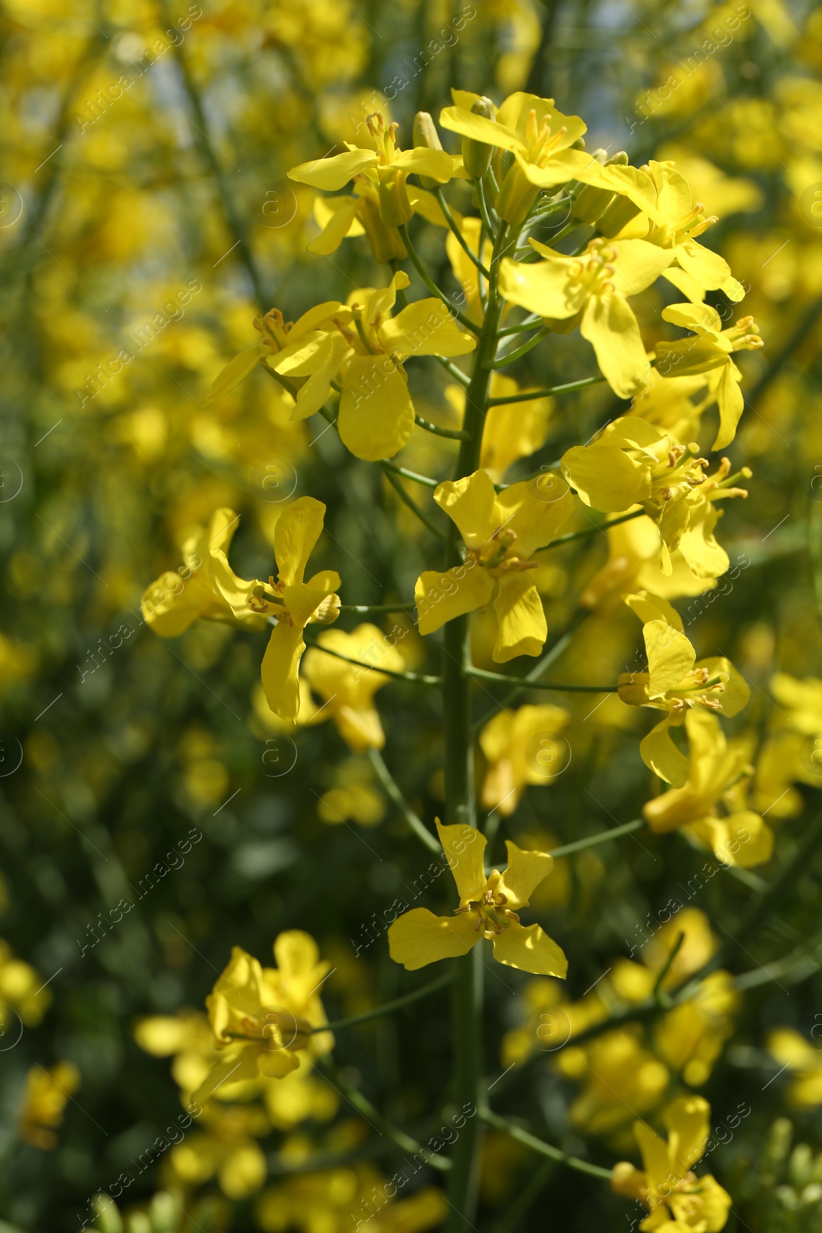 Photo of Beautiful rapeseed flowers blooming outdoors, closeup view