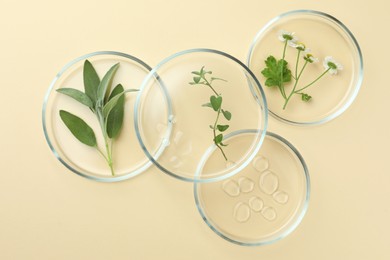 Flat lay composition with Petri dishes and plants on beige background