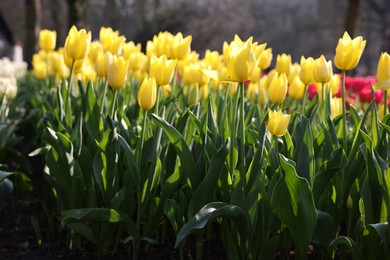 Photo of Beautiful yellow tulip flowers growing in park on sunny day, closeup