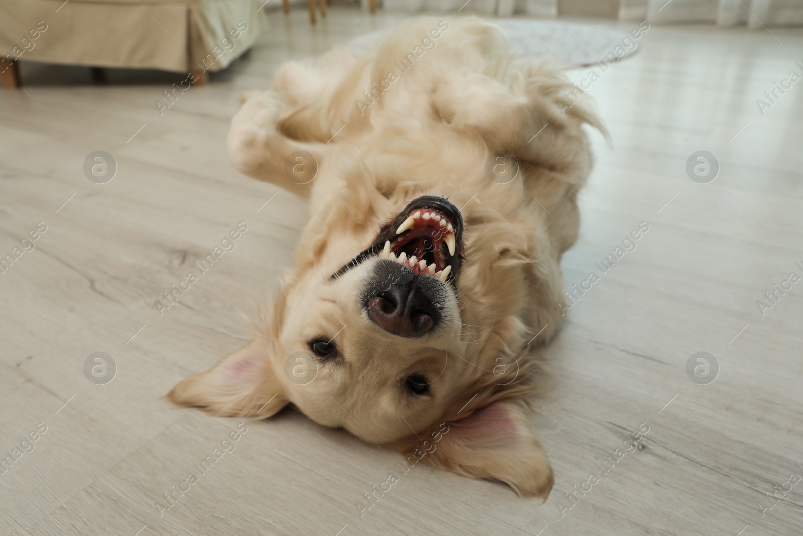 Photo of Adorable Golden Retriever dog lying on floor indoors