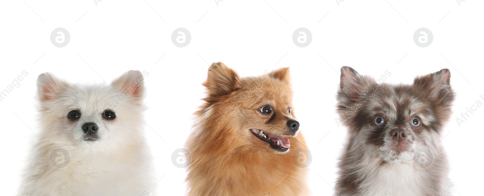 Image of Cute funny dogs on white background. Banner design