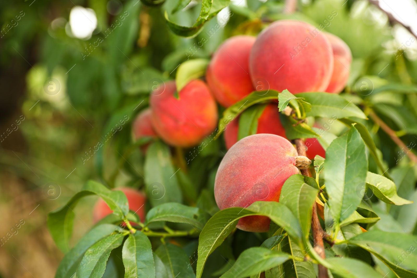 Photo of Fresh ripe peaches on tree in garden