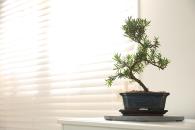 Photo of Japanese bonsai plant near window indoors, space for text. Creating zen atmosphere at home