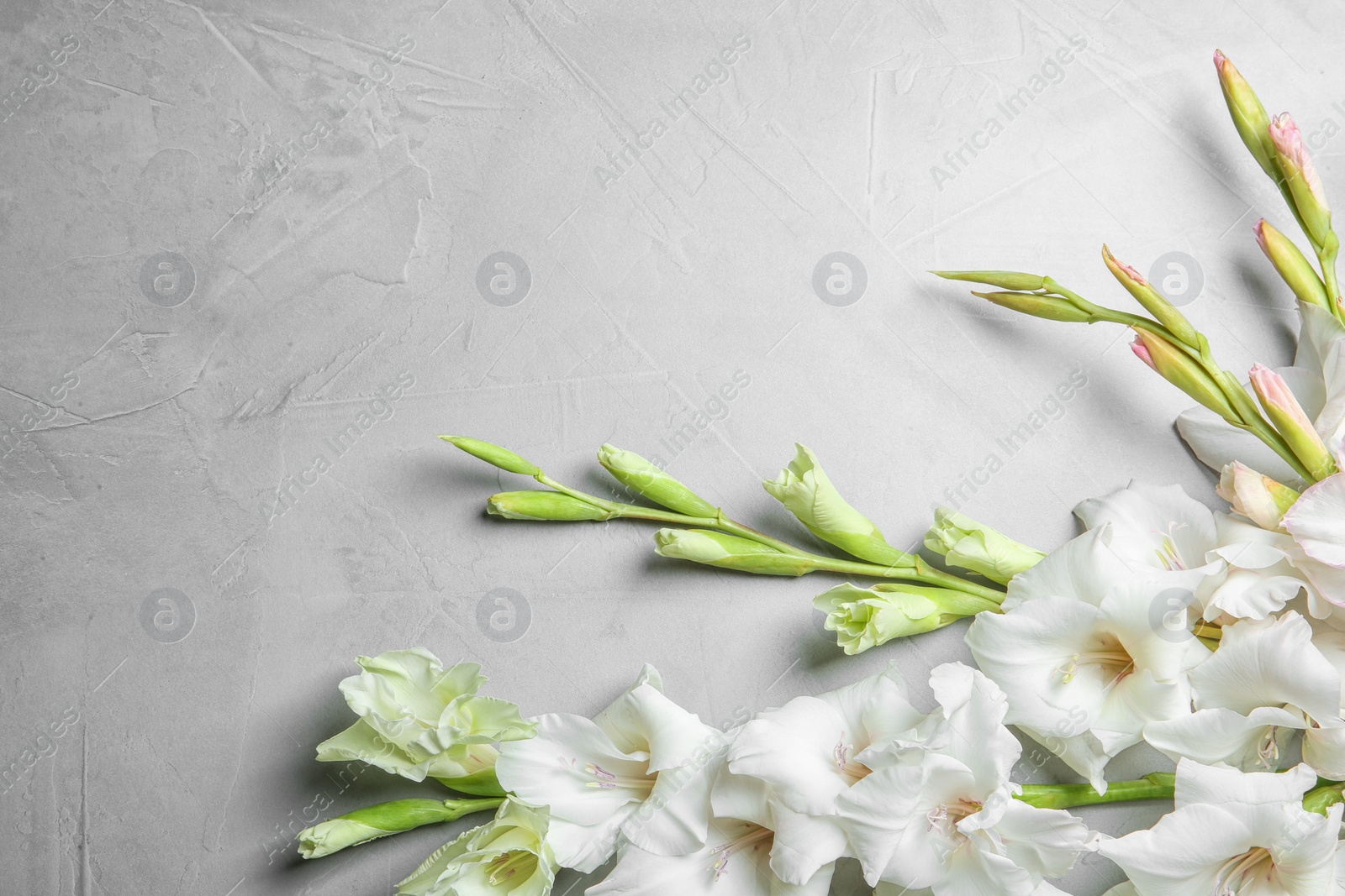 Photo of Flat lay composition with beautiful gladiolus flowers on gray background