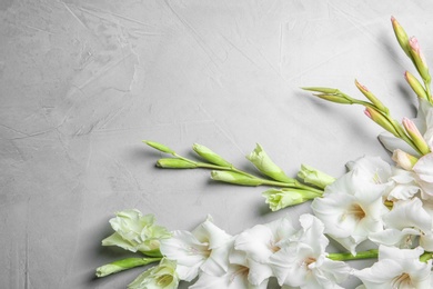 Photo of Flat lay composition with beautiful gladiolus flowers on gray background