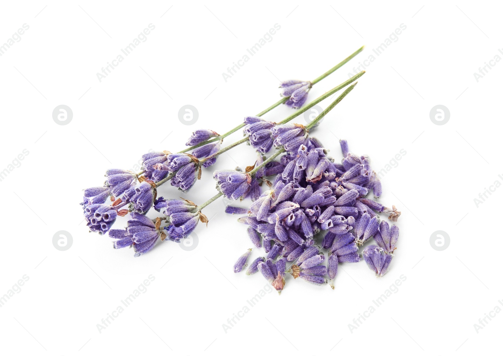 Photo of Beautiful blooming lavender flowers on white background